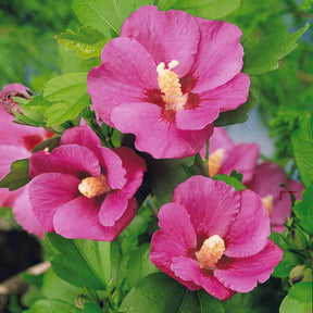 Hibiskus-Stämmchen - Hibiscus syriacus - Willemse