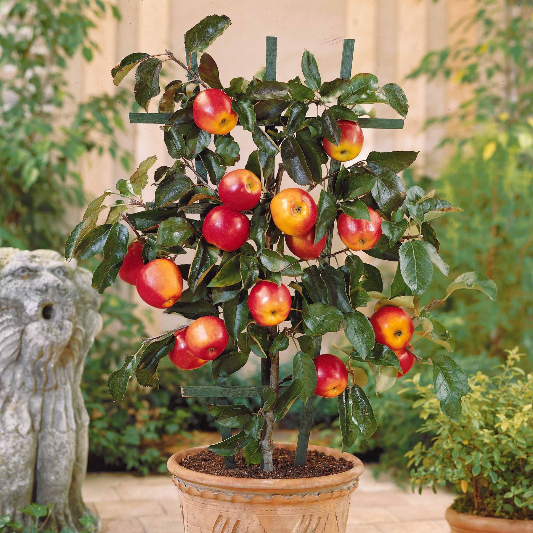 Mini Apfelbaum Gala - Willemse