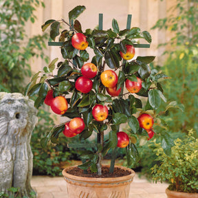 Mini Apfelbaum Gala - Willemse