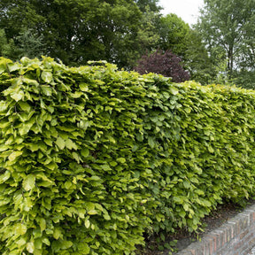 Hainbuchen und Hornbäume - Rotbuche - Fagus sylvatica