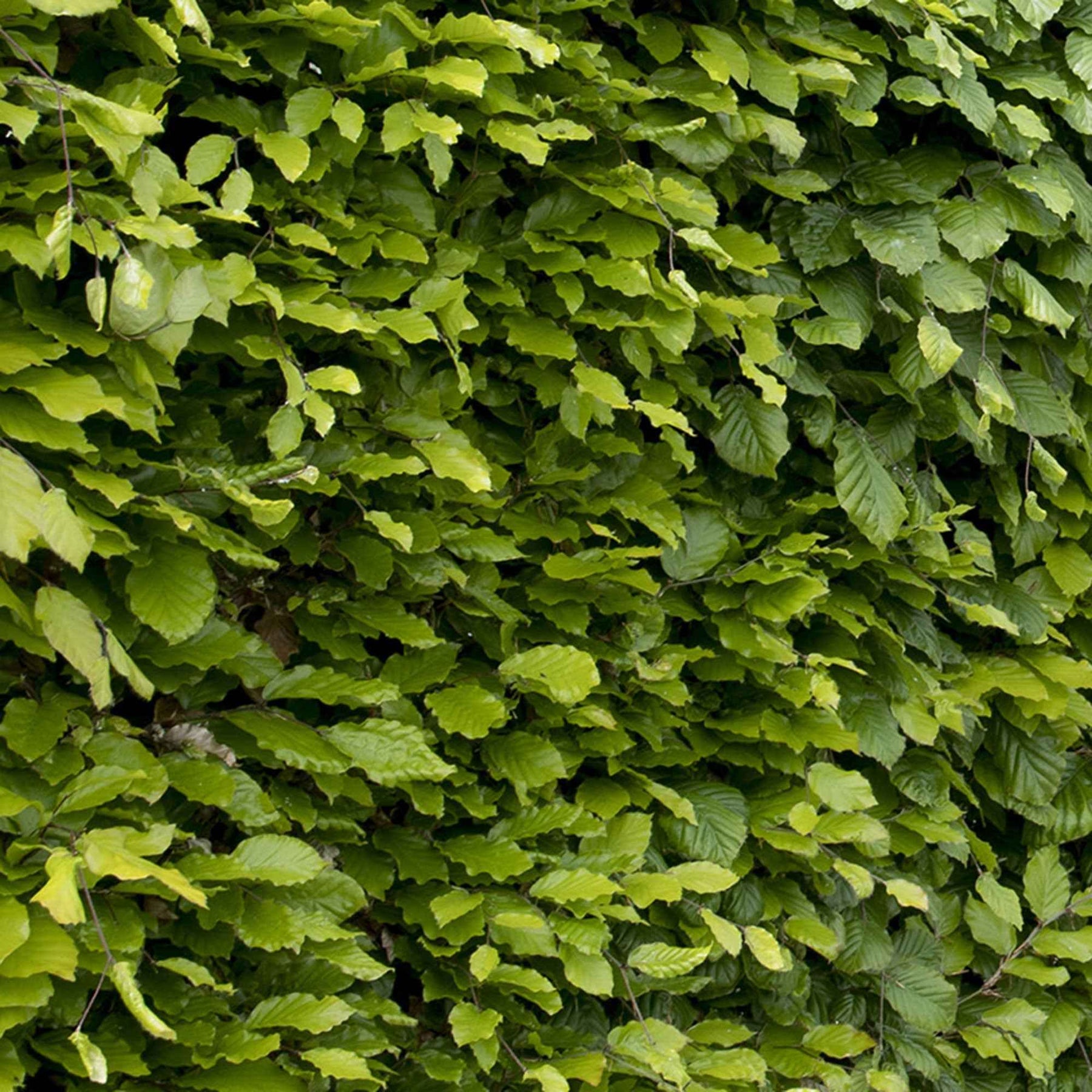 Rotbuche - Fagus sylvatica - Willemse