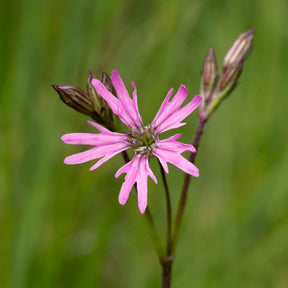 Kuckucksnelke - Lychnis flos-cuculi - Willemse