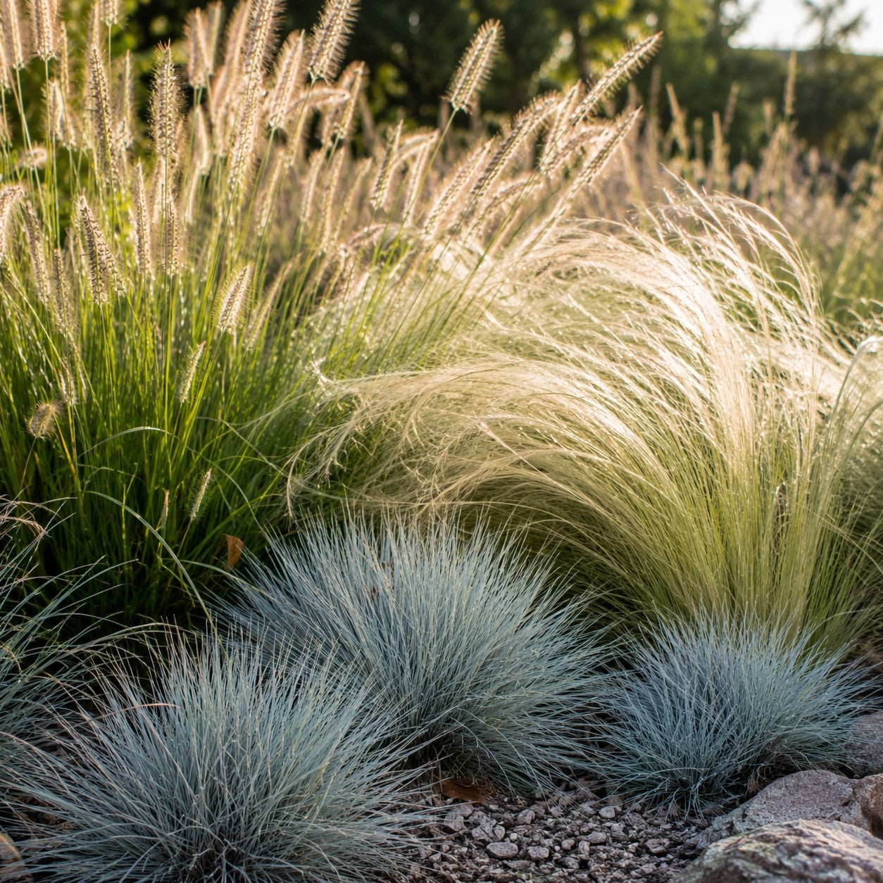 3 Ziergräser für trockenen Boden - Pennisetum alopecuroides,Stipa tenuissima ,Festuca glauca - Willemse
