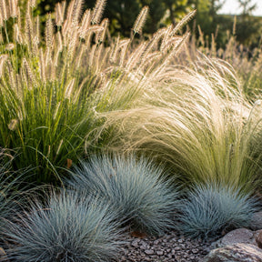 3 Ziergräser für trockenen Boden - Pennisetum alopecuroides,Stipa tenuissima ,Festuca glauca - Willemse