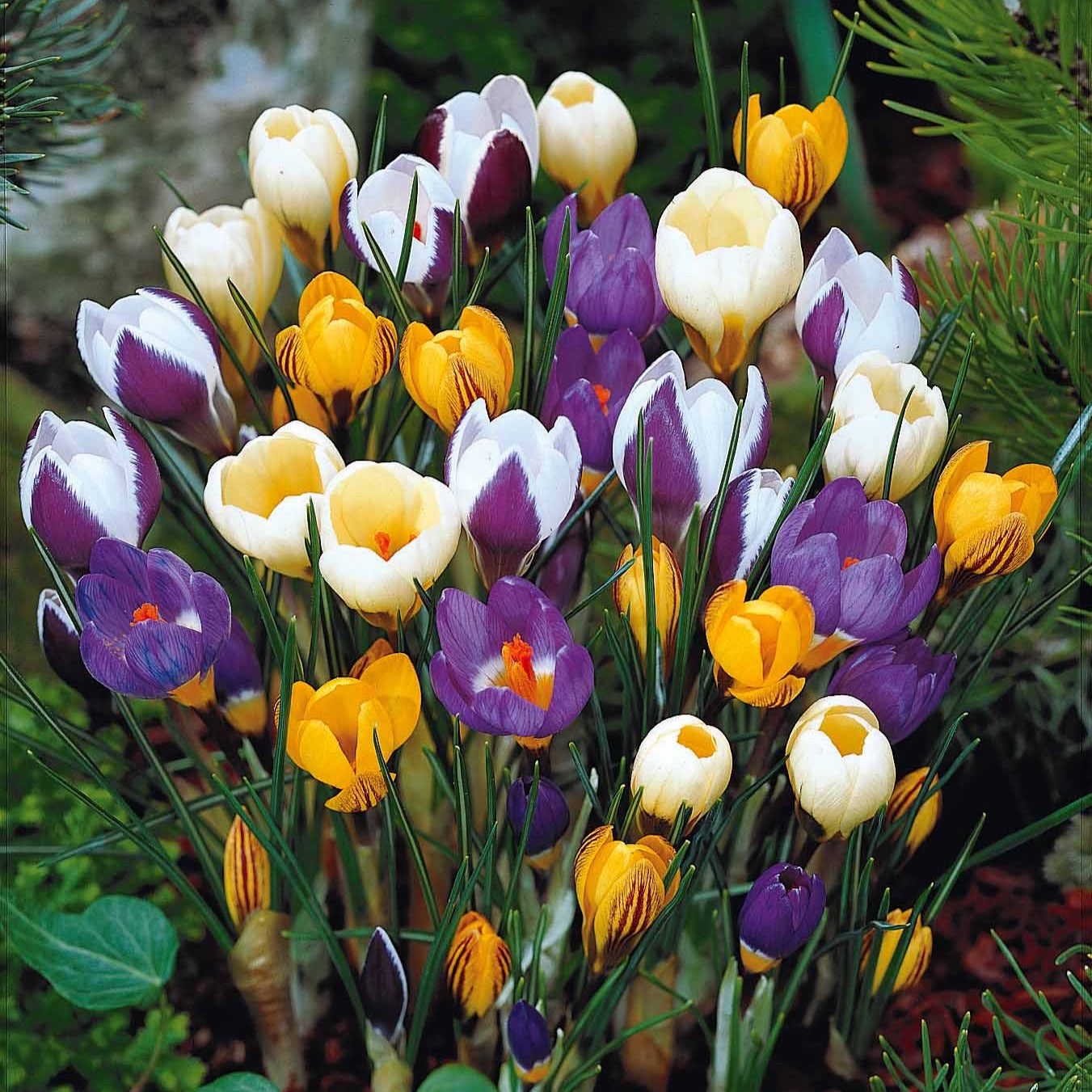 Krokus Mischung (x50) - Willemse