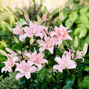 Asiatische Lilie 'Elodie' (x3) - Willemse
