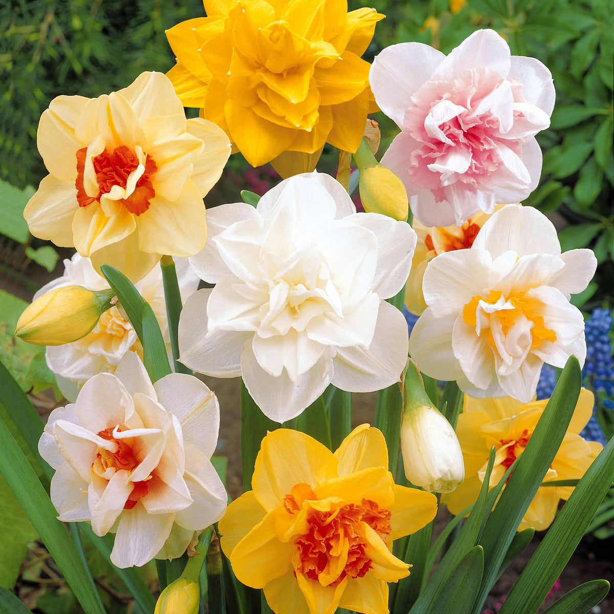 Doppelblütige Narzissen Mischung 'Double Flowers' - Narcissus - Narzissen
