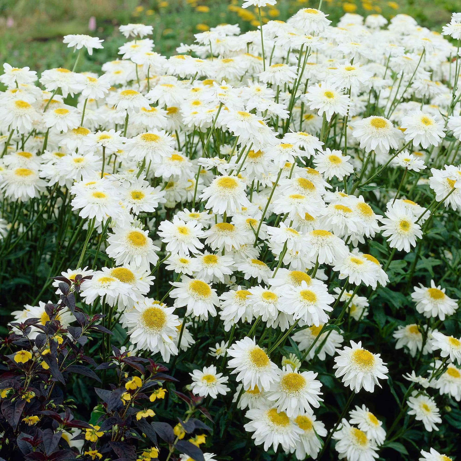 Sommermargerite 'Wirral Supreme' - Leucanthemum superbum Wirral Supreme - Willemse