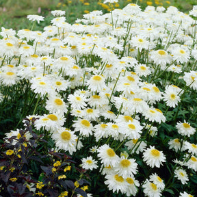 Sommermargerite 'Wirral Supreme' - Leucanthemum superbum Wirral Supreme - Willemse