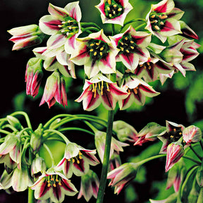 Bulgarischer Lauch 'Bulgaricum' (x15) - Allium bulgaricum - Willemse