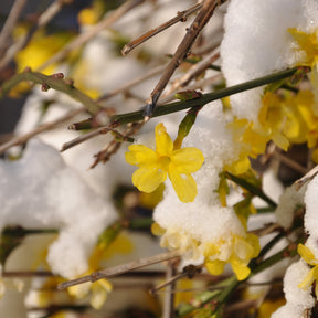 Winterjasmin - Jasminum nudiflorum