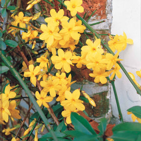 Winterjasmin - Kletterpflanzen - Willemse