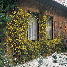 Winterjasmin - Jasminum nudiflorum