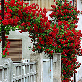 Kletterrose ‘Santana’® - Rosa santana ® - Willemse