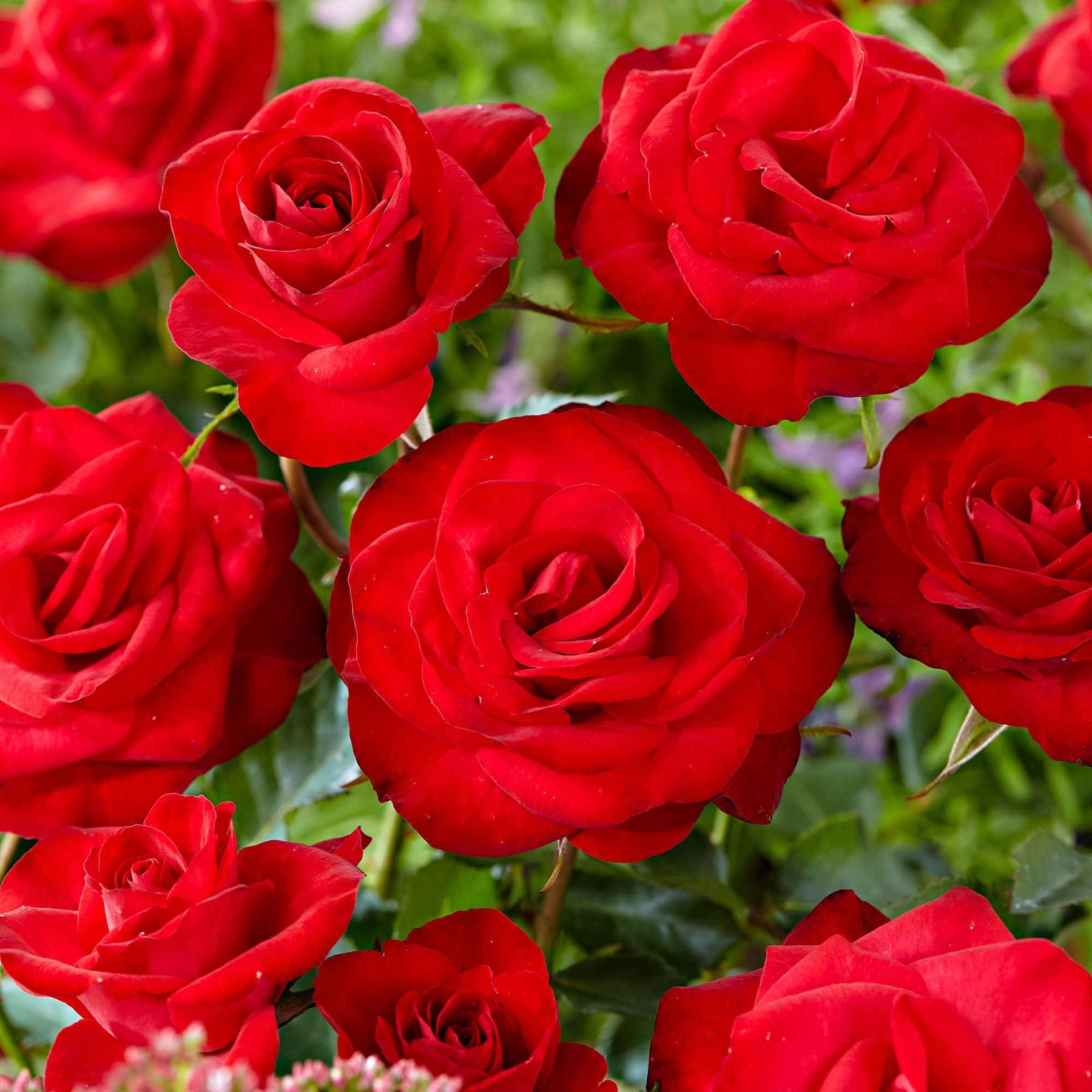 Kletterrose ‘Santana’® - Willemse