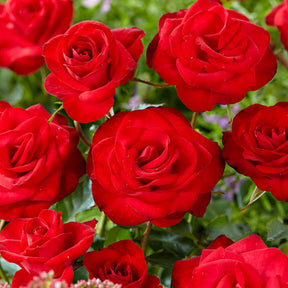 Kletterrose ‘Santana’® - Willemse