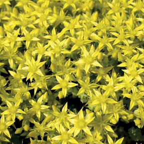 Verkauf Scharfer Mauerpfeffer (x2) - Sedum acre