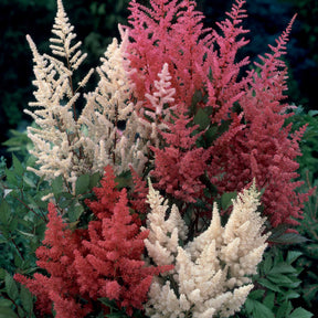 Astilben Mischung (x4) - Astilbe - Willemse