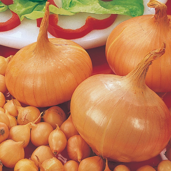 Zwiebel 'Stuttgarter Riesen' - Allium cepa  stuttgarter riesen - Willemse