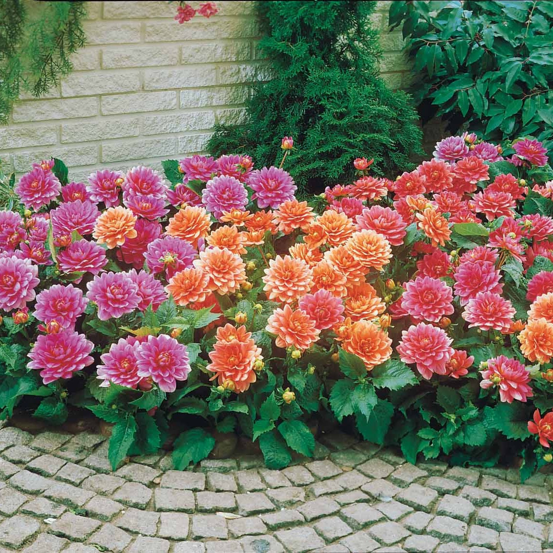Großblütige Beetdahlie - Dahlia berliner kleene, bluesette, margareth kleen