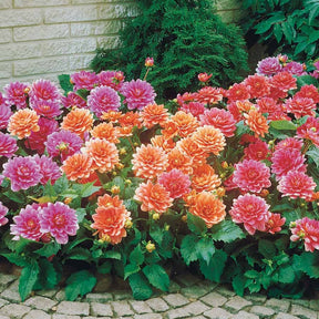 Dahlia berliner kleene, bluesette, margareth kleen - Zwerg-Dahlien Mischung - Dahlien-Zwiebeln