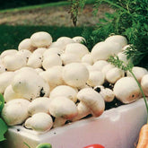 Champignon-Zuchtset 'Blanc de Paris' - Agaricus bisporus albidus - Gemüse