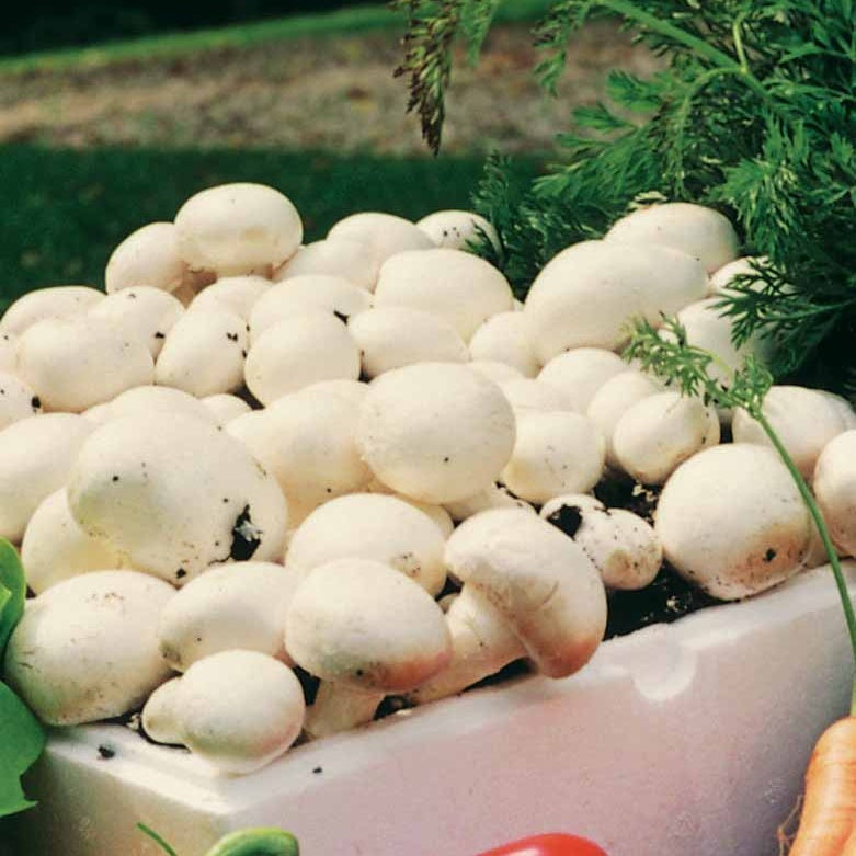 Champignon-Zuchtset 'Blanc de Paris' - Agaricus bisporus albidus - Gemüse