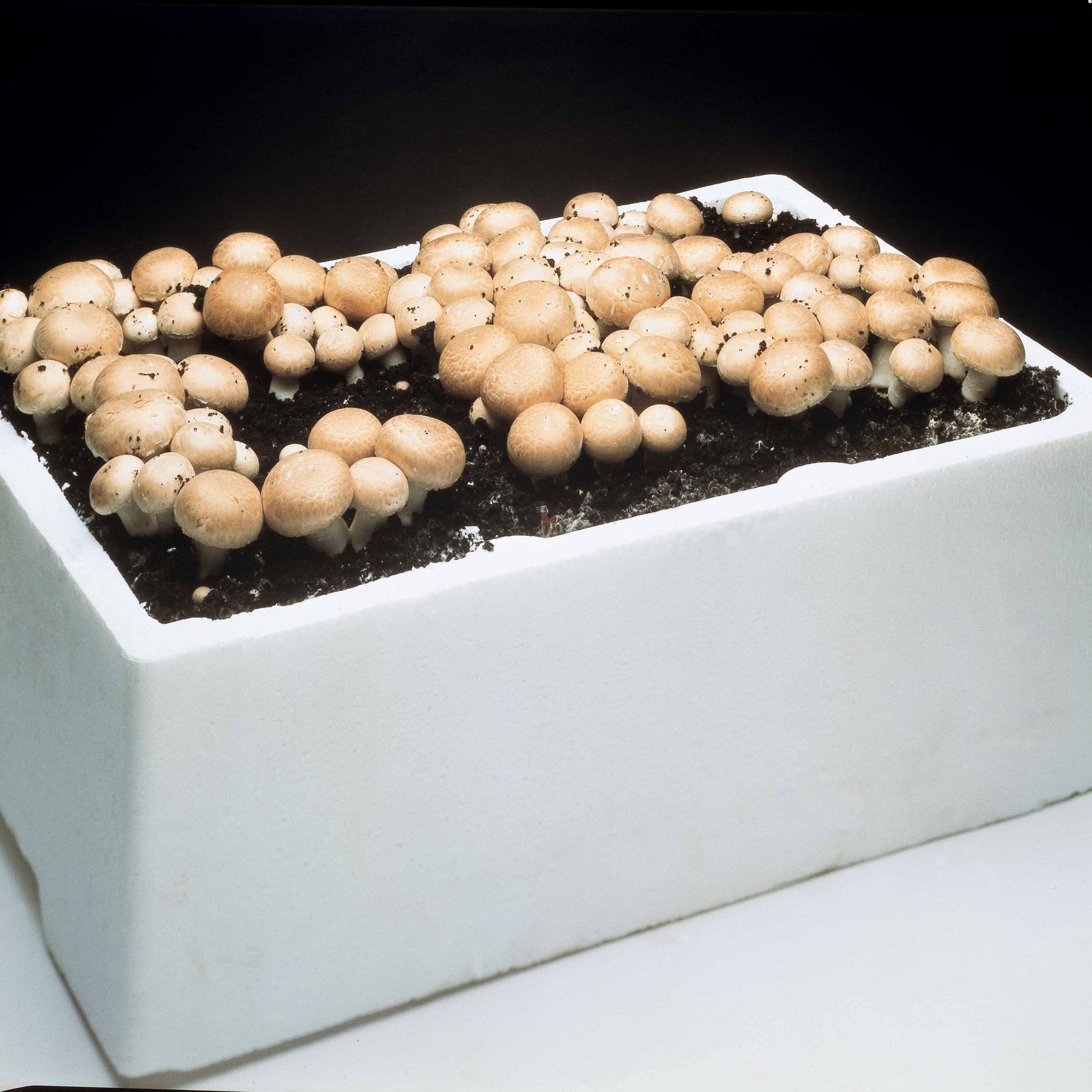 Champignon-Zuchtset 'Blanc de Paris' - Agaricus bisporus albidus