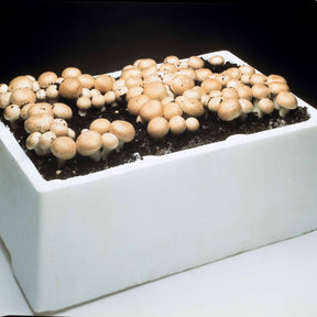 Champignon-Zuchtset 'Blanc de Paris' - Agaricus bisporus albidus