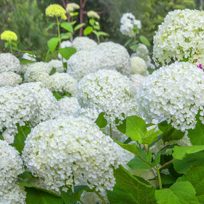 Hortensien - Hortensie 'Annabelle' - Hydrangea arborescens Annabelle