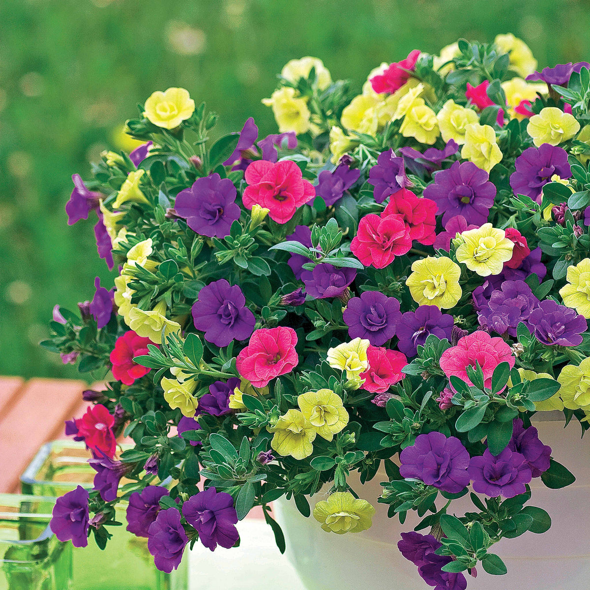 Doppeltgefüllte Petunien Mischung (x3) - Petunia