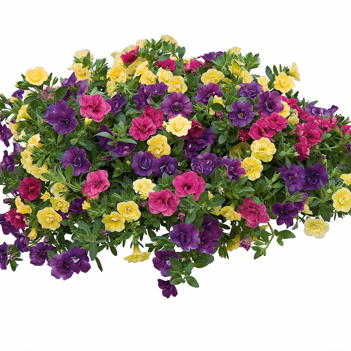 Doppeltgefüllte Petunien Mischung (x3) - Petunia