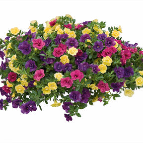 Doppeltgefüllte Petunien Mischung (x3) - Petunia