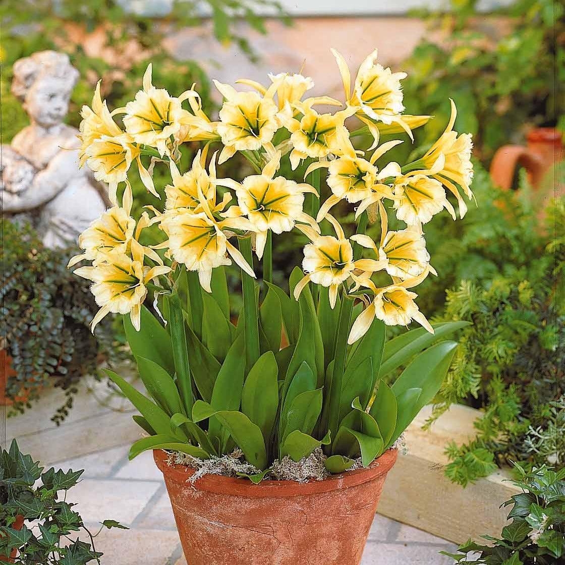 Ismene 'Sulphur Queen' (x2) - Hymenocallis festalis sulphur queen