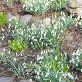 Schneeglöckchen (x25) - Galanthus nivalis - Willemse