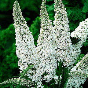 Schmetterlingsstrauch - Buddleja - Schmetterlingsflieder Buddleja 'White Profusion' - Buddleja davidii white profusion