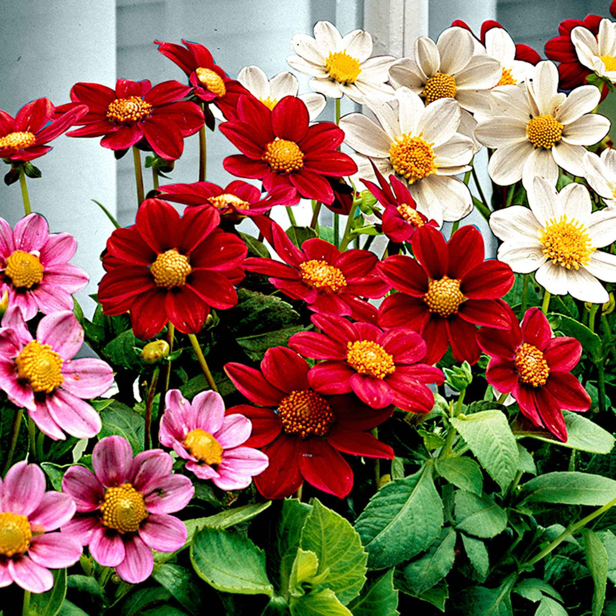Dahlien 'Topmix' (x5) - Willemse