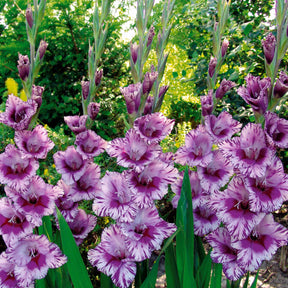 Gladiolus 'zizanie', 'stéréo', 'belle de nuit', 'p - Gladiolen-Kollektion (x50) - Gladiole-Zwiebeln