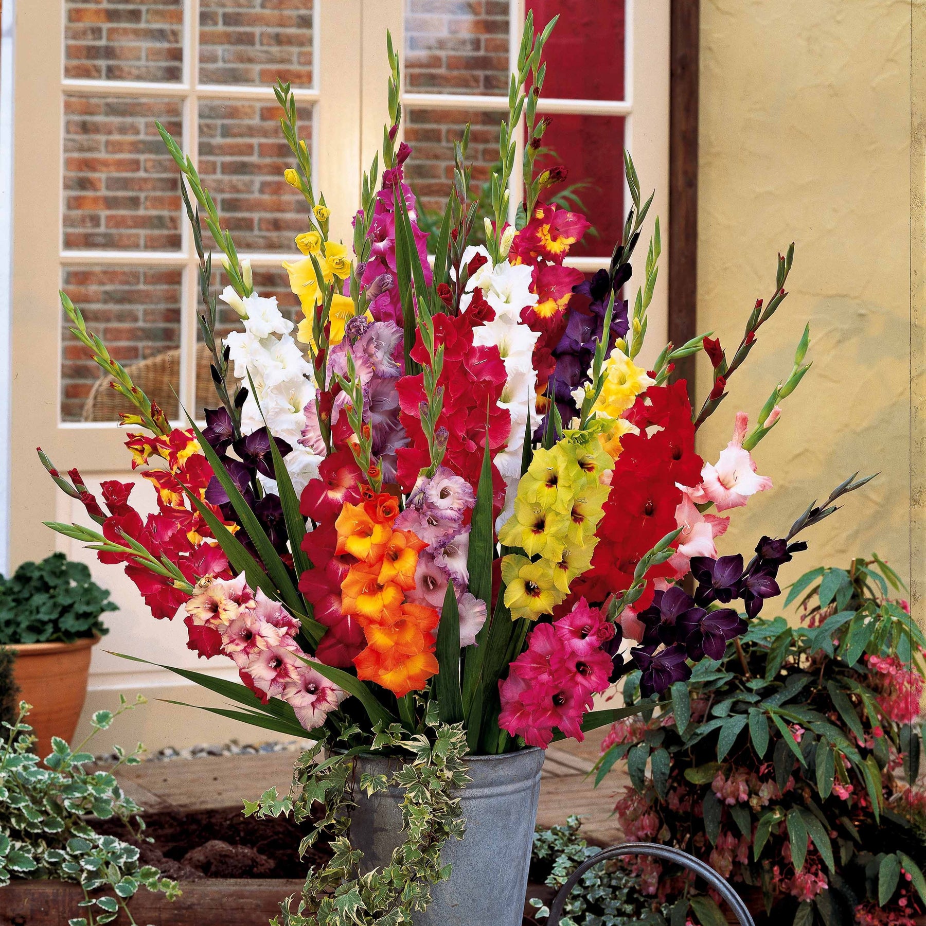 Gladiolen Mischung - Gladiolus