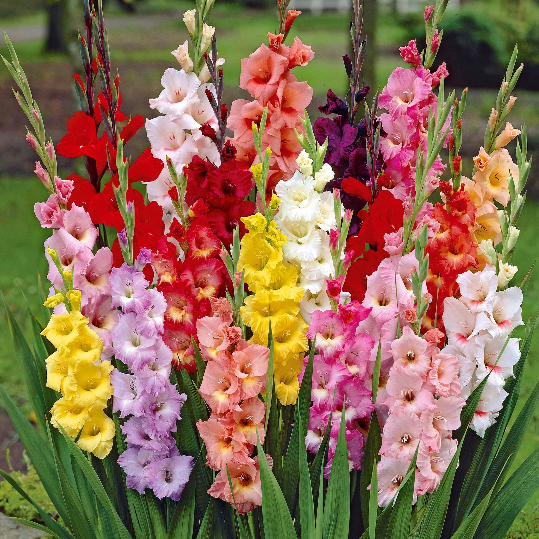 Gladiolus - Gladiolen Mischung - Gladiole-Zwiebeln