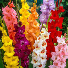 Gladiolen Mischung - Gladiolus - Willemse