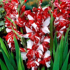 Großblütige Gladiole 'Zizanie' (x25) - Willemse