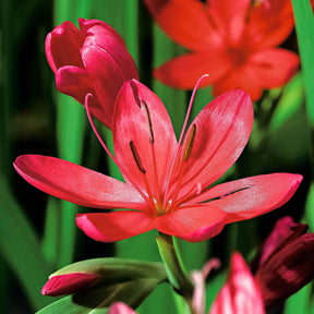 Schizostylis coccinea major - Kaffernlilie 'Major' - Alle Teichpflanzen