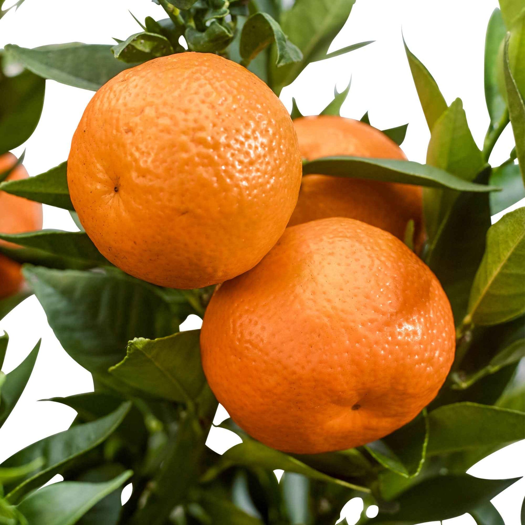 Mandarinenbaum - Citrus reticulata - Willemse