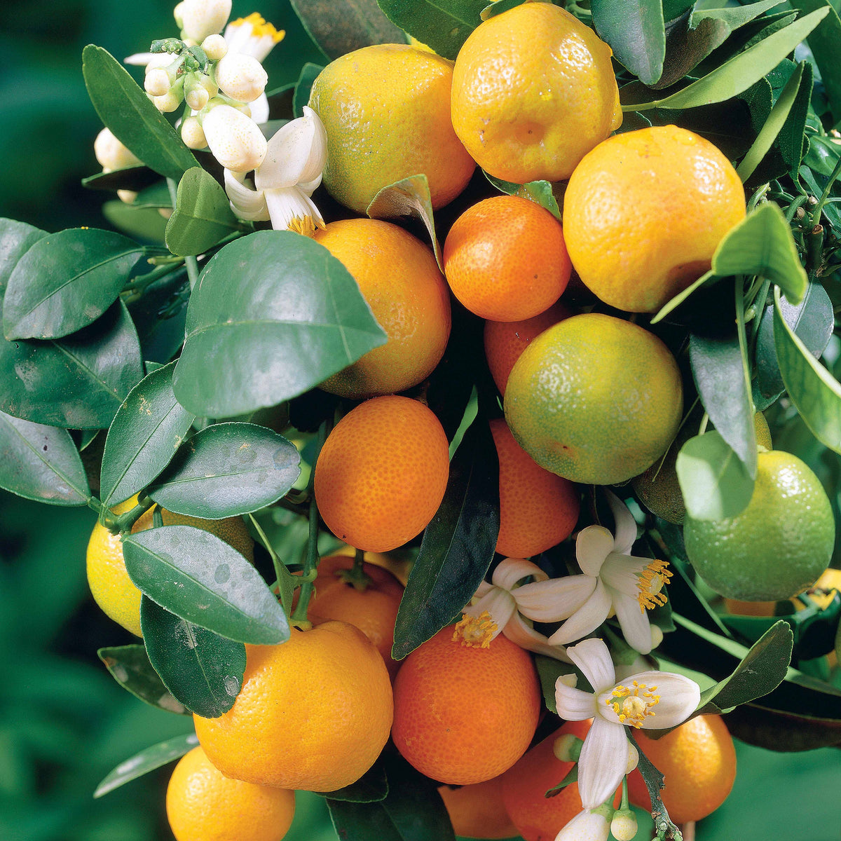 Citrus reticulata - Mandarinenbaum - Zitrusfrüchte