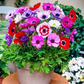 Anemone 'De Caen' Mischung - Willemse