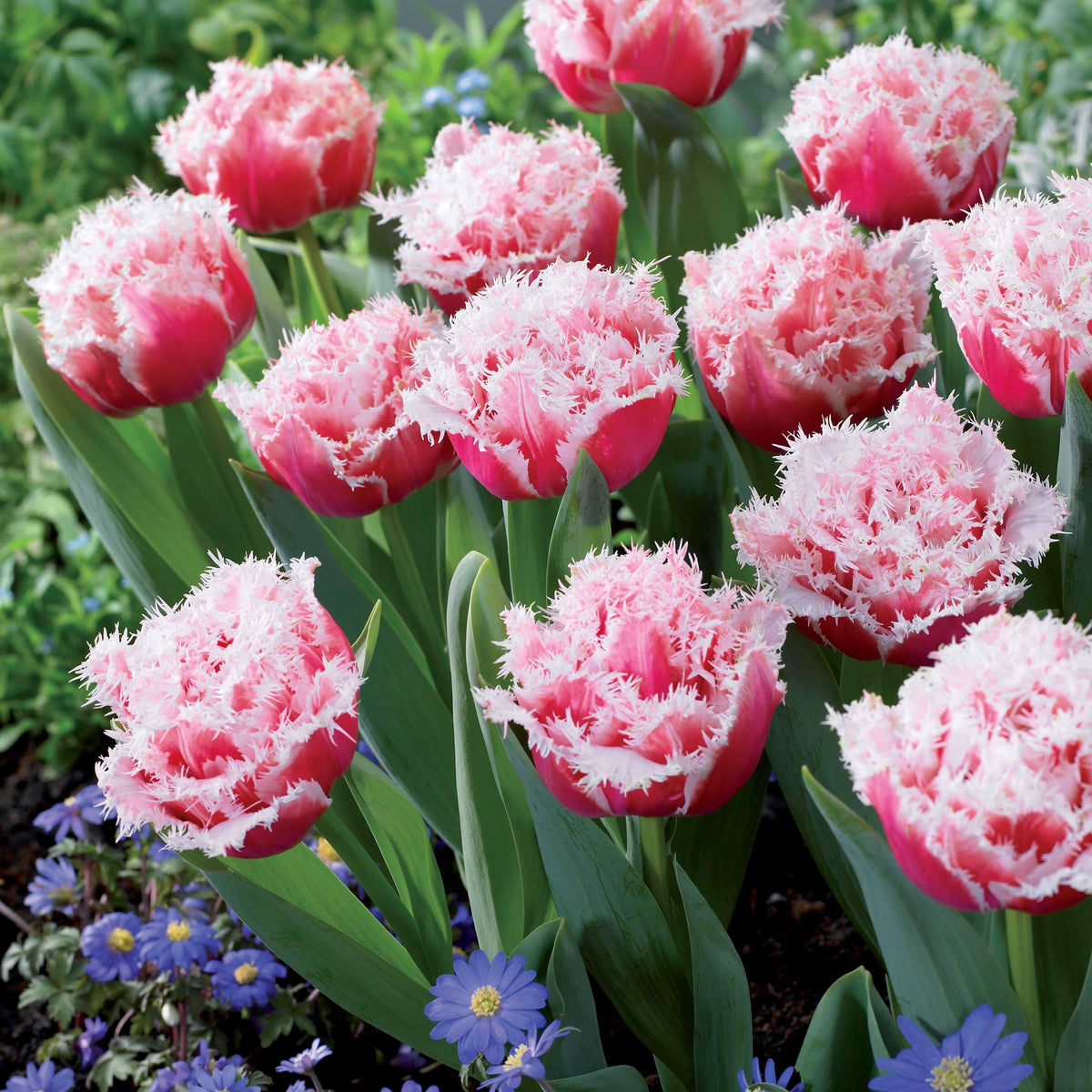 Gefranste, gefüllte Tulpe ‘Queensland’ (x5) - Tulipa queensland - Willemse