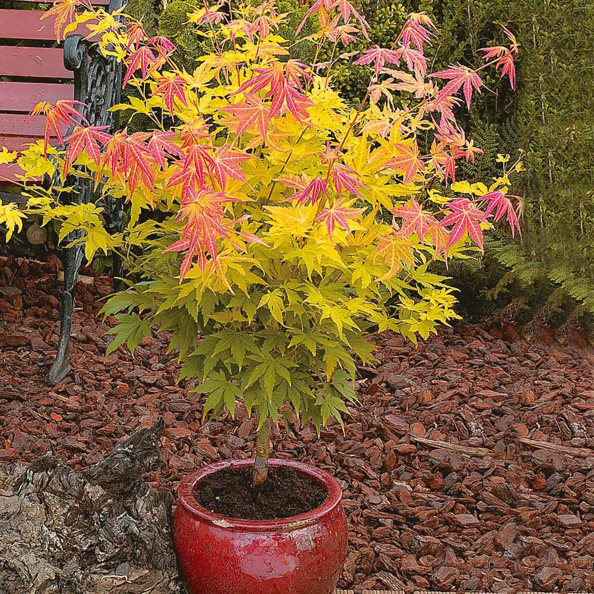 Japanischer Ahorn - Fächerahorn 'Orange Dream' - Acer palmatum Orange Dream