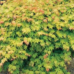 Verkauf Fächerahorn 'Orange Dream' - Acer palmatum Orange Dream