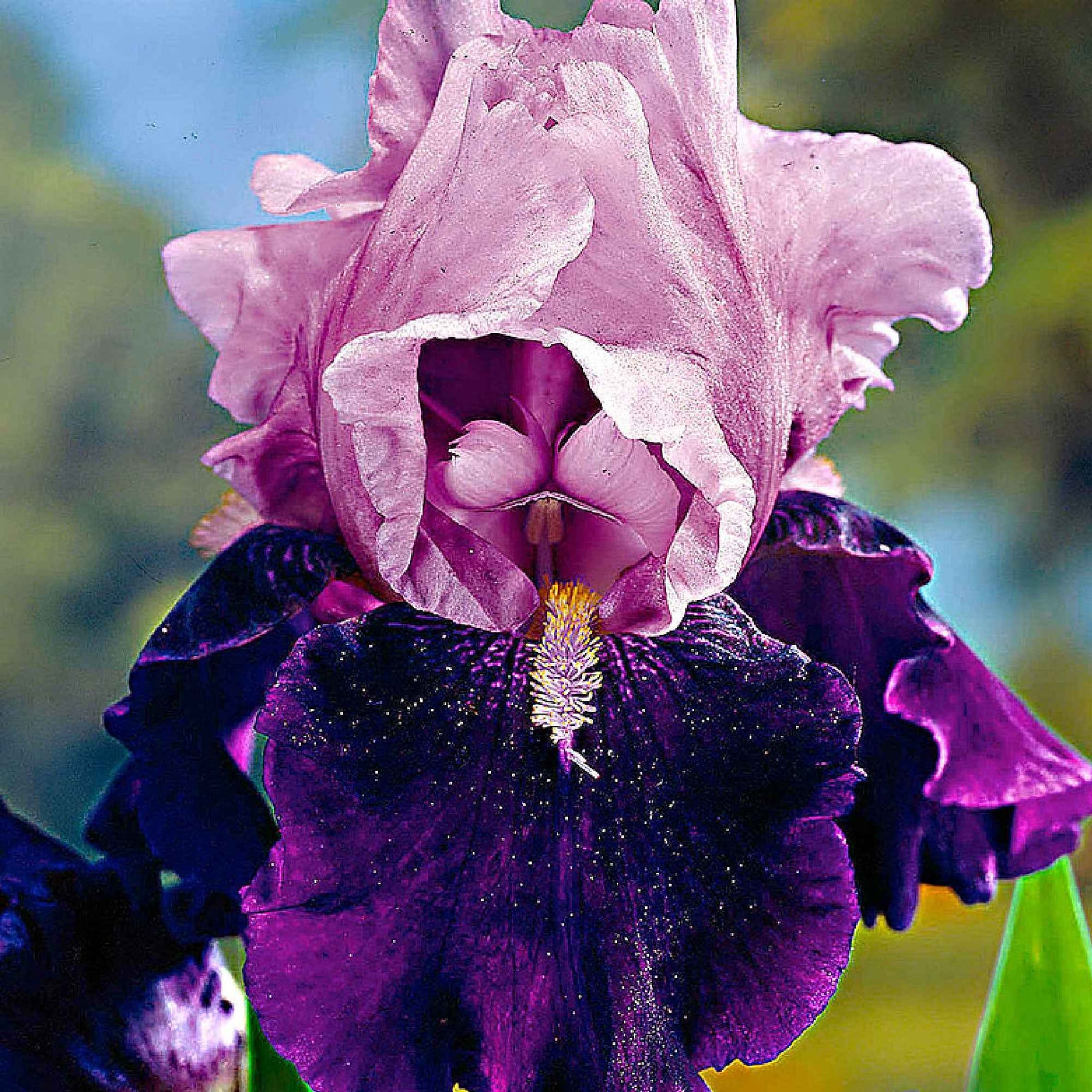 Schwertlilien Mischung 'Magic Melange' (x5) - Iris germanica - Willemse